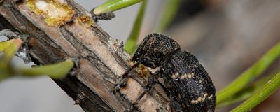 a fuzzy black and tan beetle chews on the bark of a pine tree sapling, whose needles can be seen in the background