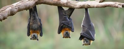 Three flying foxes (a type of bat) hanging upside down on a bare branch