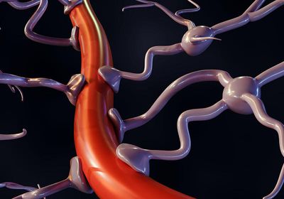 Three-dimensional rendering of violet-colored astrocytes touching a red blood vessel.