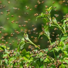 Swarm of honey bees around green foliage