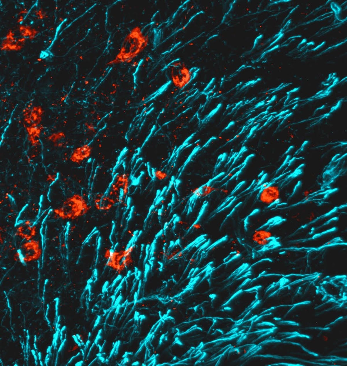 The image shows a microscope picture from a section of the hypothalamus of lactating females stained for the hormone CCN3 in red and for tanycytes in blue. The staining shows neurons positive for CCN3.