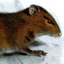 A scientific illustration of a Christmas Island rat