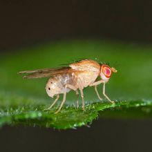 Drosophila melanogaster on cactus leaf