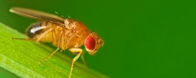 A fruit fly (Drosophila melanogaster) sitting on a green grass blade with a green background.