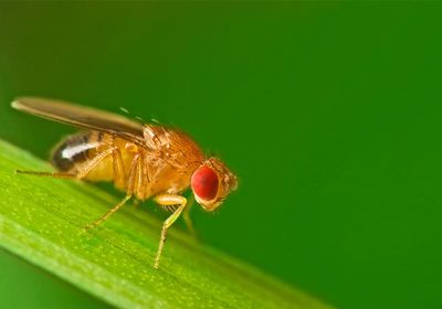 A fruit fly (Drosophila melanogaster) sitting on a green grass blade with a green background.