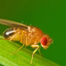 A fruit fly (Drosophila melanogaster) sitting on a green grass blade with a green background.