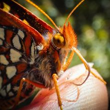 An Edith&rsquo;s checkerspot butterfly