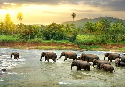 A herd of elephants is walking in a river in a forest.