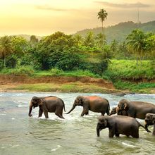 A herd of elephants is walking in a river in a forest.