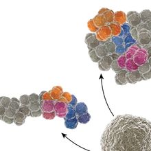 Embryoid bodies, at the top of the page, are a cluster of embryonic stem cells (ESCs) that differentiate portions into ectoderm (orange), mesoderm (dark blue), and endoderm (pink).