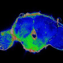 A multicolored section of a fruit fly brain