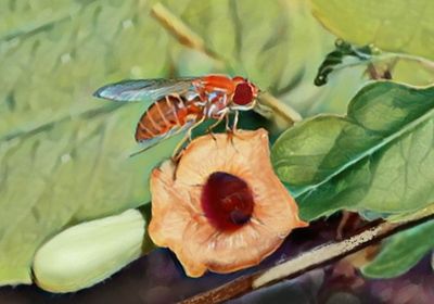 The drawing depicts two fruit flies near a plant from the genus Aristolochia. One fly perches on the plant&#39;s orange flower, while the other moves away from it.&nbsp;