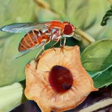 The drawing depicts two fruit flies near a plant from the genus Aristolochia. One fly perches on the plant&#39;s orange flower, while the other moves away from it.&nbsp;