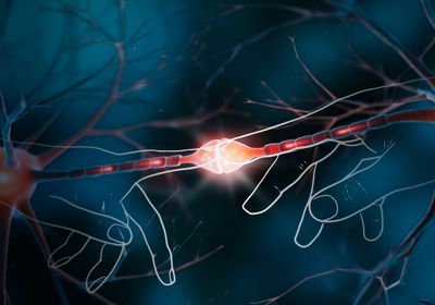 Two neurons send electrical signals to each other.