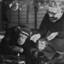 Trixie Gardner (left) and Allen Gardner (right) spend time interacting with Washoe (center).