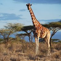 A reticulated giraffe in Samburu National Park, Kenya