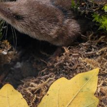 A small furry shrew pokes its head out from a pile of vegetation.