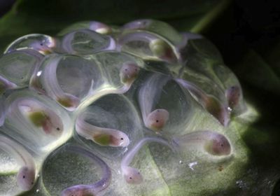 Several tadpoles in clear eggs