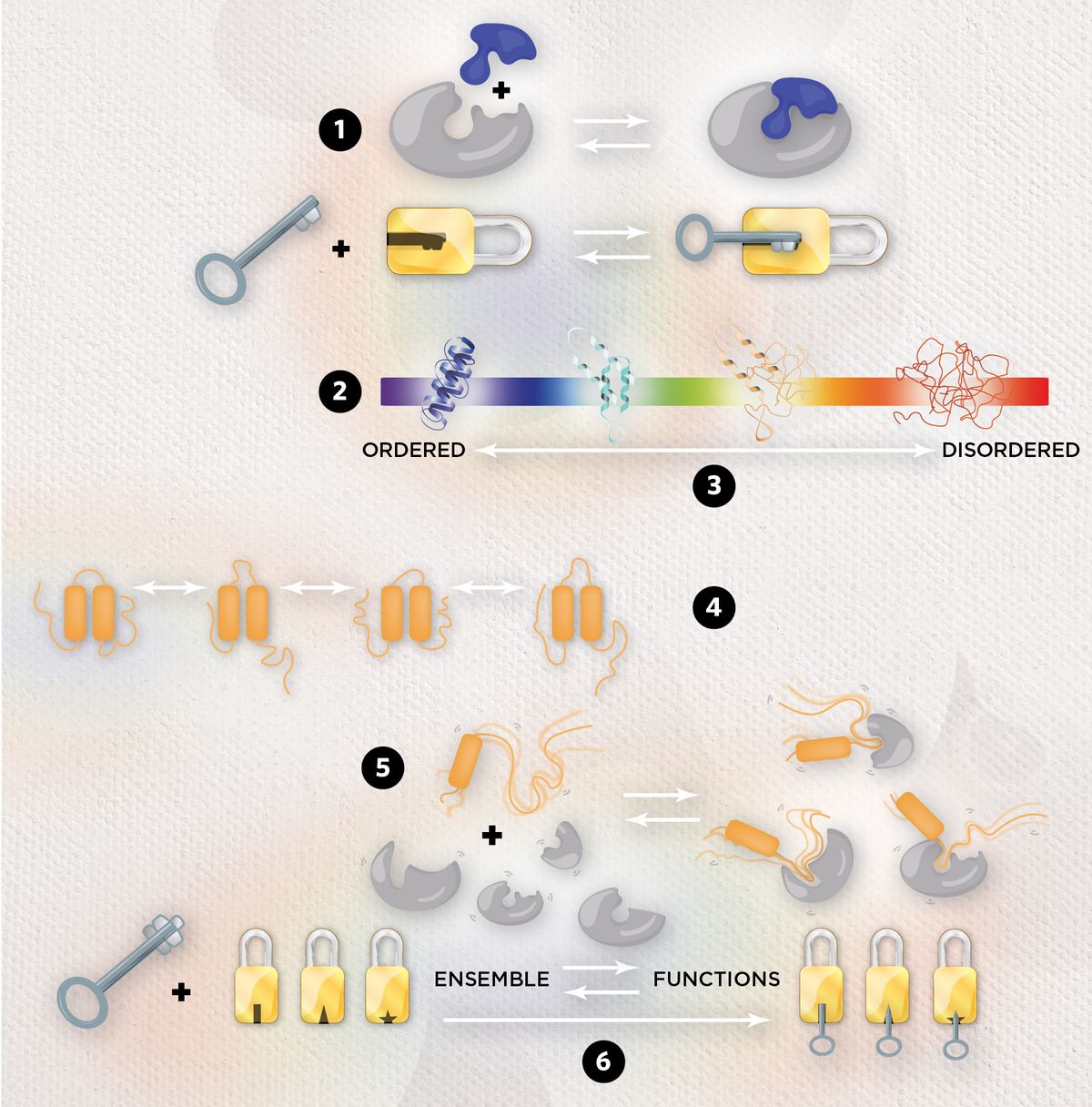 Infographic depicting the variety of conformations that proteins can assume and how this facilitates multifunctionality.