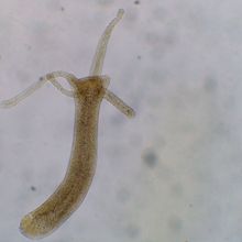 A semi-translucent hydra, complete with a body column, head, and multiple tentacles, is pictured in front of a gray background.