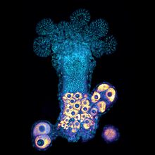 Microscopy image of the cnidarian <em>Hydractinia symbiolongicarpus&nbsp;</em>with cell nuclei stained blue and oocytes stained yellow