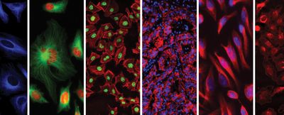 Various fluorescence microscopy images.