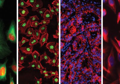 Various fluorescence microscopy images.