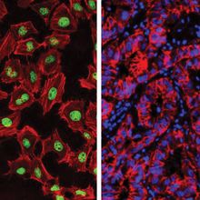 Various fluorescence microscopy images.