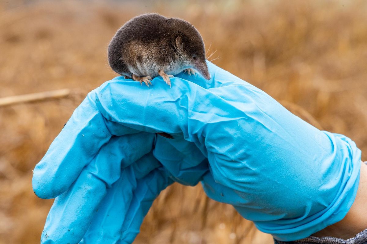 A grayish brown shrew perches on a blue gloved hand.