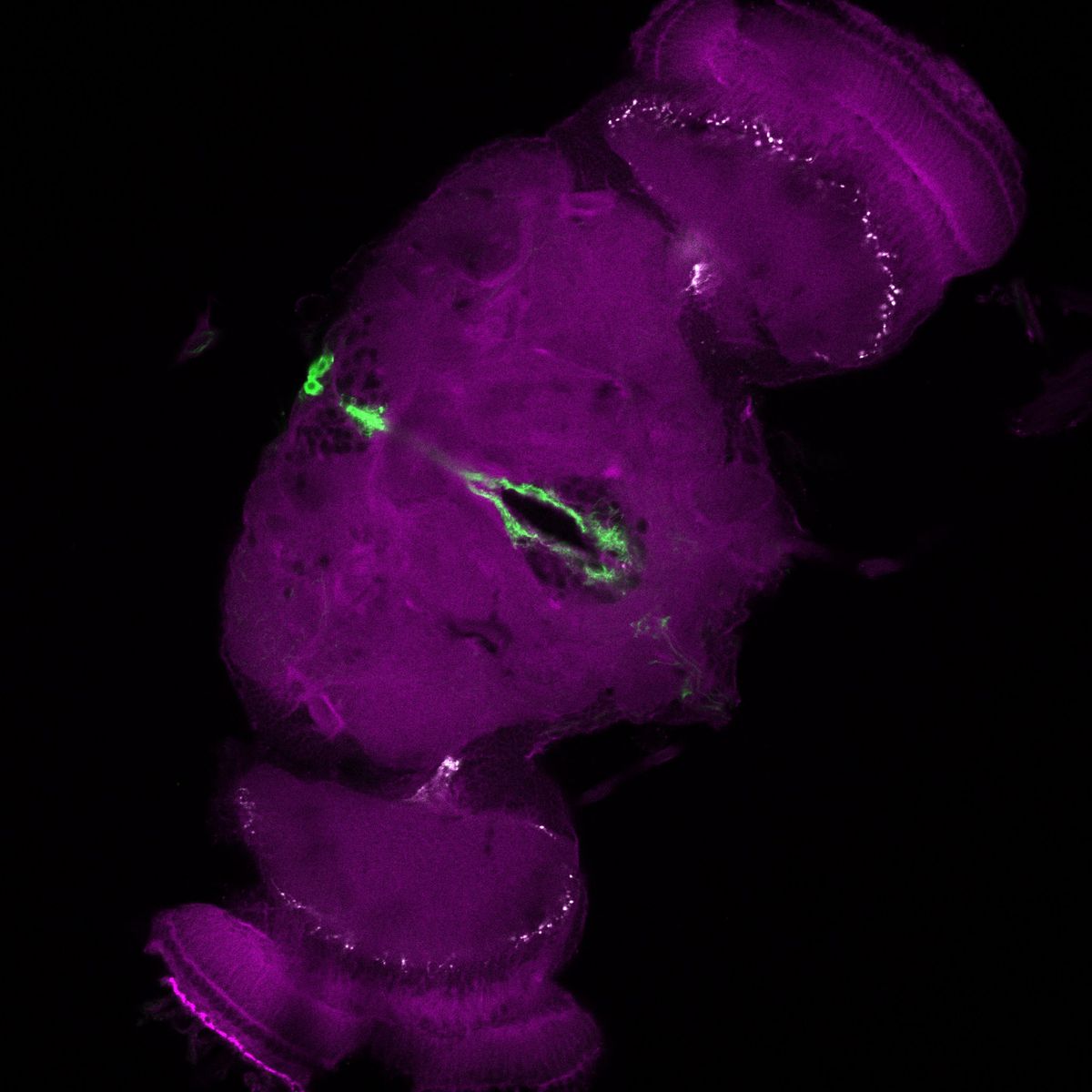 A section of the fruit fly brain shown in purple, while the relevant neurons are green.