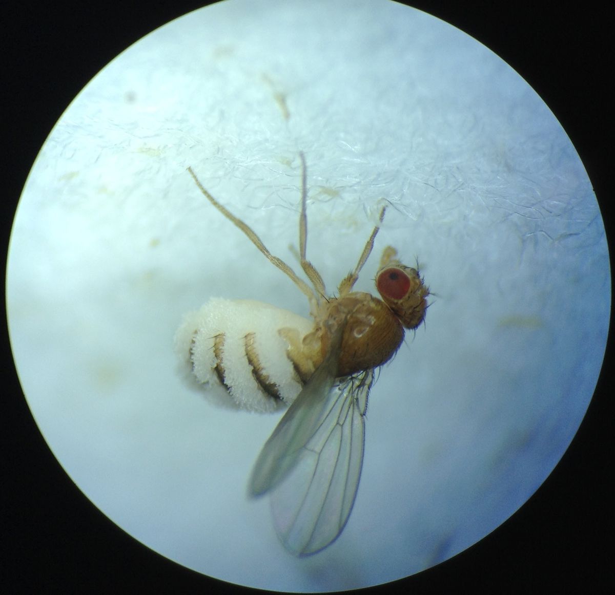 A fruit fly adhered to a white surface, with wings raised and white fungal structures on the abdomen.