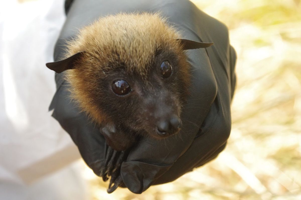 A black-gloved hand holds a fuzzy brown fruit bat.