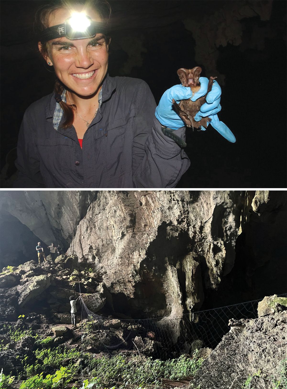 Cara Brook smiles while wearing a headlight and blue gloves to hold a small brown bat. Researchers set up a large net over the mouth of a cave.