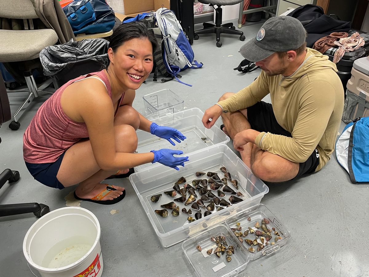 Image of study coauthors Ho Yan Yeung and Thomas Koch handling cone snails.