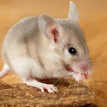 a spiny mouse sits on a piece of wood holding a small morsel to its mouth