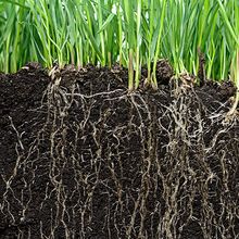 Photo of a line of grassy plants with the roots under the soil visible.