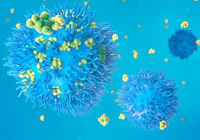 Blue immune cells with yellow spheres of protein surrounding them and landing on them.