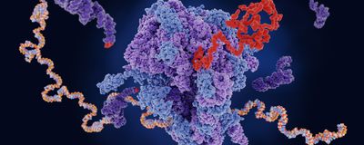 An illustration of a purple and blueribosome using mRNA as a template to synthesize a red protein chain.