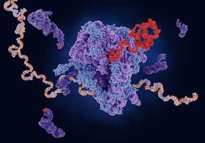 An illustration of a purple and blueribosome using mRNA as a template to synthesize a red protein chain.