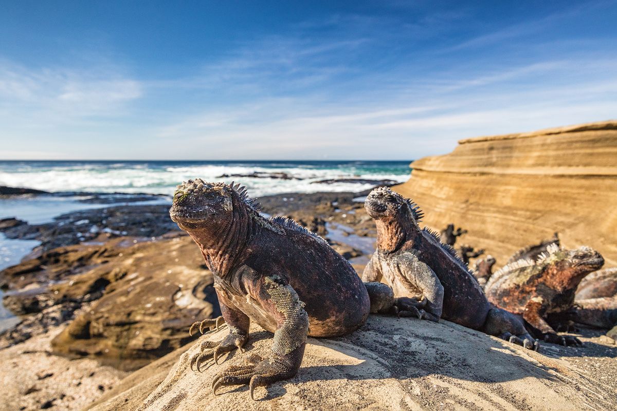 Three grayish marine iguanas sun themselves on a rocky beach.