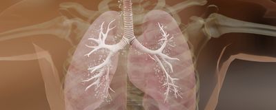 3D rendering of a transparent human torso to show the lungs and bronchiole structures in them.