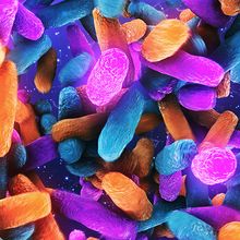 Graphic of multiple colorful bacterial types making up a microbiota