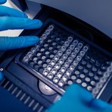 PCR tubes placed into the 96-well loading chamber of a PCR thermocycler instrument.