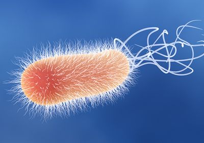 An orange Pseudomonas aeruginosa bacterium with white flagella on a blue background.