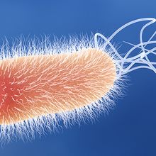 An orange Pseudomonas aeruginosa bacterium with white flagella on a blue background.