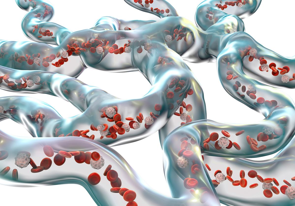 3D illustration depicting white and red blood cells flowing in a network of blood vessels.