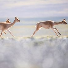 Vicu&ntilde;as <em>(Lama vicugna)</em> run across the plains in San Guillermo National Park, Argentina. 