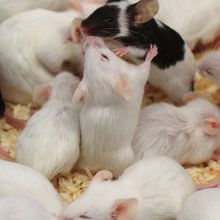 White and white and black mice in an overcrowded cage.