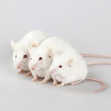 Three white mice