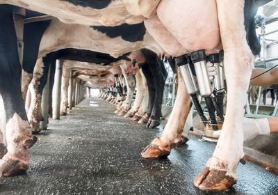 Row of cows being milked in a dairy farm.